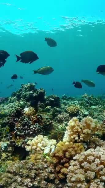 Coralli Duri Molli Paesaggio Subacqueo Filippine Video Verticale — Video Stock