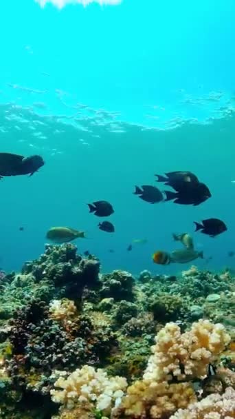 Tropische Fische Und Korallenriffe Beim Tauchen Unterwasserwelt Mit Korallen Und — Stockvideo
