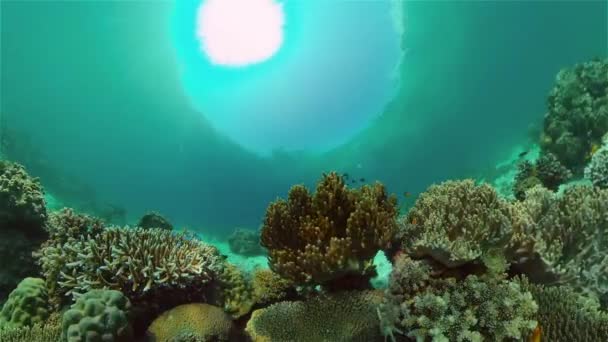 Peixes Tropicais Coloridos Subaquáticos Peixes Subaquáticos Tropicais Filipinas — Vídeo de Stock