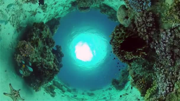 Unterwasserfischgartenriff Szene Aus Riffkorallen Seelandschaft Unter Wasser Philippinen — Stockvideo