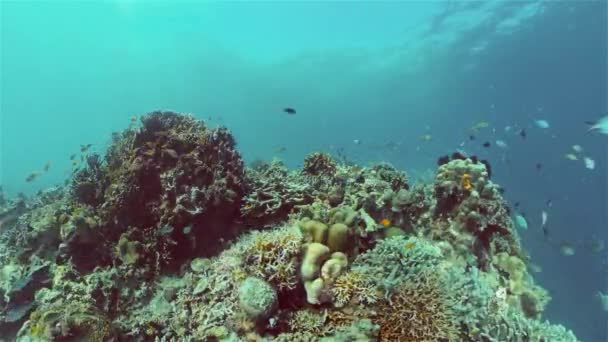 Escena Submarina Arrecife Coral Corales Duros Blandos Paisaje Submarino Concepto — Vídeos de Stock