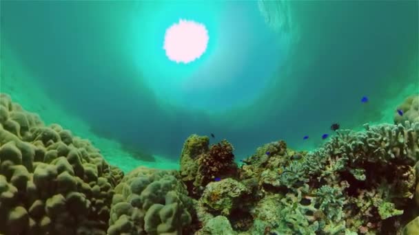 Undervattens Korallrev Tropiska Undervattensfiskar Filippinerna — Stockvideo