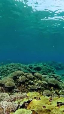 Tropikal mercan resifleri. Balıklarla, sert ve yumuşak mercanlarla. Dikey video.