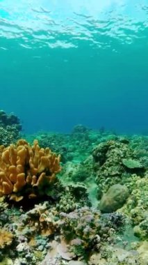 Tropik Balık Mercanları Deniz Resifi. Sualtı Tropikal Hayatı. Tropik sualtı balıkları. Su altı balık resifi denizcisi. Tropik renkli sualtı deniz manzarası. Dikey video.