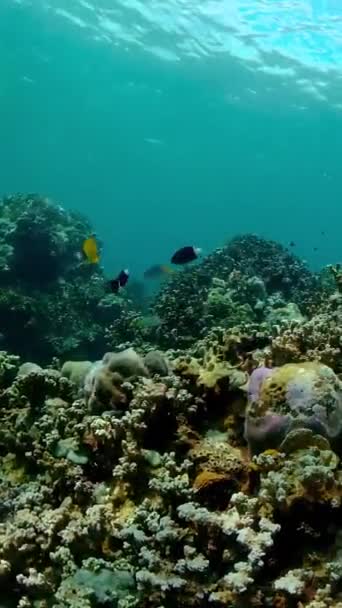 美丽的水下景观与热带鱼和珊瑚 菲律宾 垂直录像 — 图库视频影像
