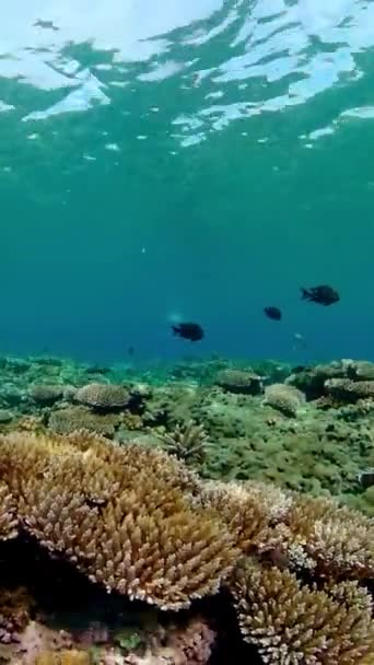 Blaues Meerwasser Und Tropische Fische Tropische Unterwasserfische Vertikales Video — Stockvideo