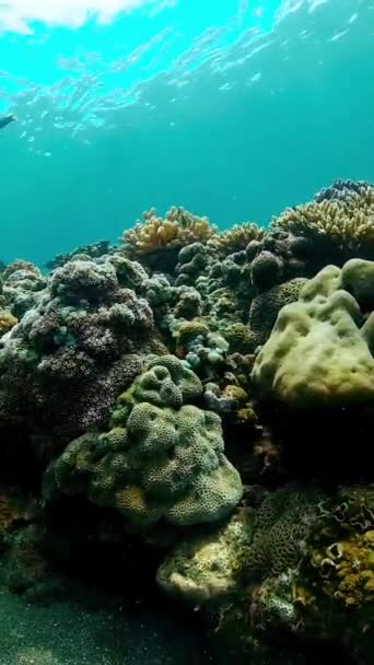 Tropisch Koraalrif Vissen Onder Water Hard Zacht Koraal Onderwater Video — Stockvideo