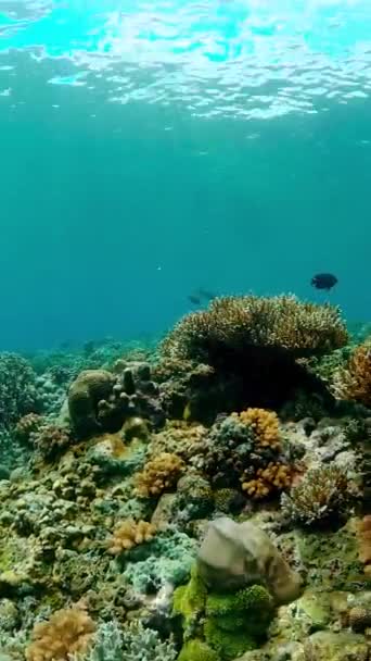 Koraalrif Onder Water Met Vissen Zeeleven Koraalrif Tropische Vissen Verticale — Stockvideo