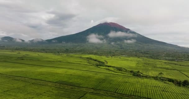 Perkebunan Teh Kaki Gunung Berapi Kerinci Lanskap Teh Estate Sumatra — Stok Video