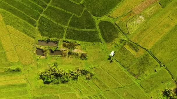 Aerial View Agricultural Land Rice Terraces Countryside Philippines — Stock Video