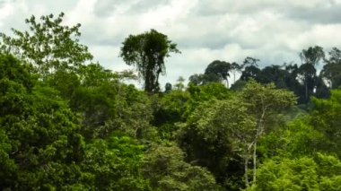 Tropikal bitki örtüsü olan ormanın havadan görünüşü. Borneo, Malezya.