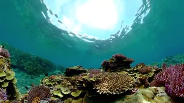 Underwater Fish Garden Reef Reef Coral Scene Coral Garden Seascape — Stock video