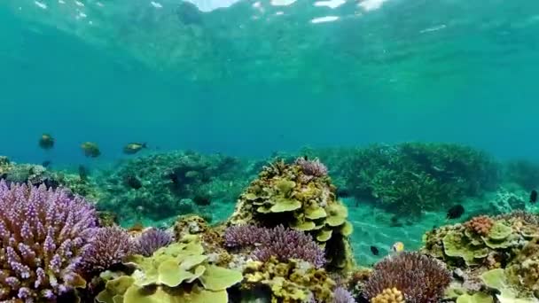 Coral Jardín Paisaje Marino Coral Tropical Colorido — Vídeos de Stock