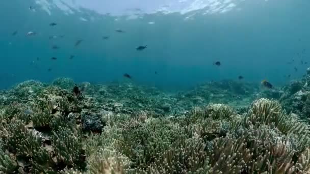 Peixes Tropicais Recifes Coral Subaquáticos Corais Duros Macios Paisagem Subaquática — Vídeo de Stock