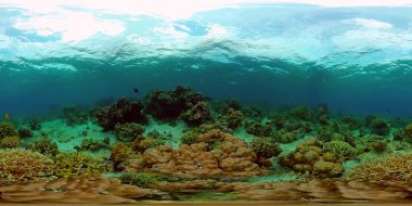 Tropik deniz ve mercan resifi. Sualtı Balık ve Mercan Bahçesi. Su altı deniz balığı. Tropik resif denizcisi. Renkli sualtı deniz manzarası. Filipinler. Sanal Gerçeklik 360.
