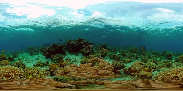 Tropiskt Hav Och Korallrev Undervattensfisk Och Korallträdgård Undervattensfisk Tropiskt Rev — Stockfoto