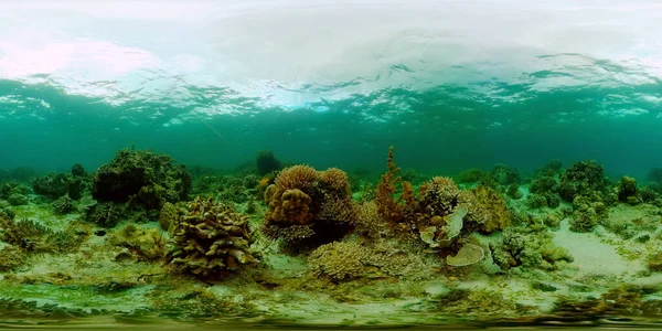 珊瑚礁鱼的场景 热带水下海鱼 五彩斑斓的热带珊瑚礁菲律宾 360幅全景Vr — 图库照片