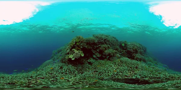 Rif Marine Onderwater Scene Tropische Onderwater Vissen Filippijnen Virtual Reality — Stockfoto