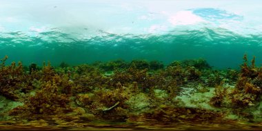 Tropik renkli sualtı deniz manzarası. Renkli balıkların ve mercan resiflerinin olduğu sualtı dünyası. Filipinler. 360 panorama VR