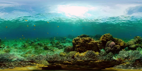 Colorata Barriera Corallina Tropicale Barriera Corallina Tropicale Pesci Coralli Sottomarini — Foto Stock