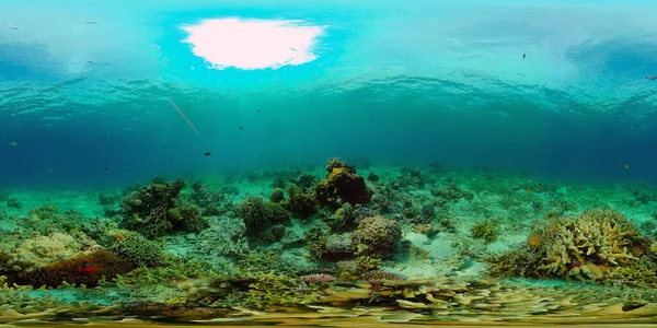 Récif Corallien Tropical Poissons Sous Marins Coraux Durs Mous Philippines — Photo