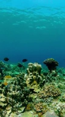 Mercan resifi balık sahnesi. Tropik sualtı balığı. Renkli tropikal mercan resifi. Filipinler. Dikey video.