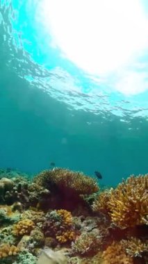 Tropikal balıklar ve mercan resifleri dalgıçlık yapıyor. Mercanlar ve tropikal balıklarla dolu sualtı dünyası. Dikey video.