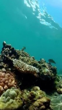 Tropikal balıklar ve mercan resifleri suyun altında. Dikey video.