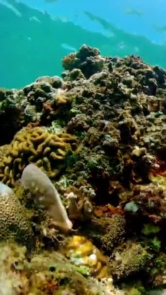 Tropisches Meer Und Korallenriff Unterwasserfische Und Korallengarten Vertikales Video — Stockvideo