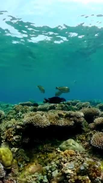 Barriera Corallina Pesce Subacqueo Scena Della Barriera Corallina Coral Garden — Video Stock