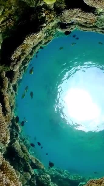 Риф Подводный Тропический Коралловый Сад Подводные Морские Рыбы Вертикальное Видео — стоковое видео