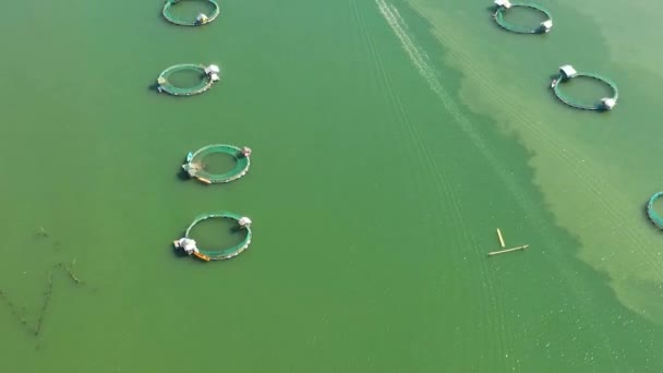 Lotniczy Dron Mnóstwo Morskich Farm Morskiej Wodzie Klatki Farmie Rybnej — Wideo stockowe