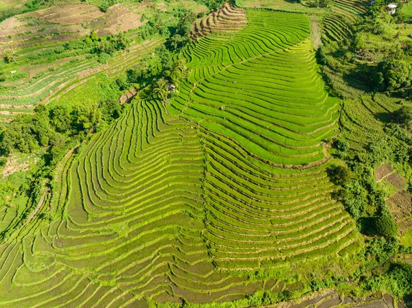 Vista Superior Tierras Cultivo Con Terrazas Arroz Campo Negros Filipinas — Foto de Stock