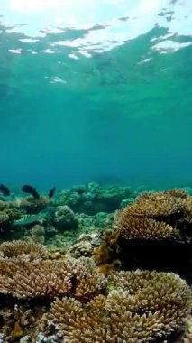 Tropik resiflerdeki harika ve güzel sualtı renkli balıklar ve mercanlar. Dikey video.