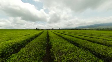 Kayu Aro tea plantation- the largest tea estate in the world at the foot of the Kerinci volcano. Sumatra, Indonesia.