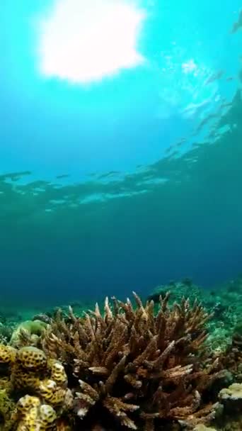 Coral Jardim Paisagem Marinha Mundo Subaquático Recifes Corais Tropicais Coloridos — Vídeo de Stock