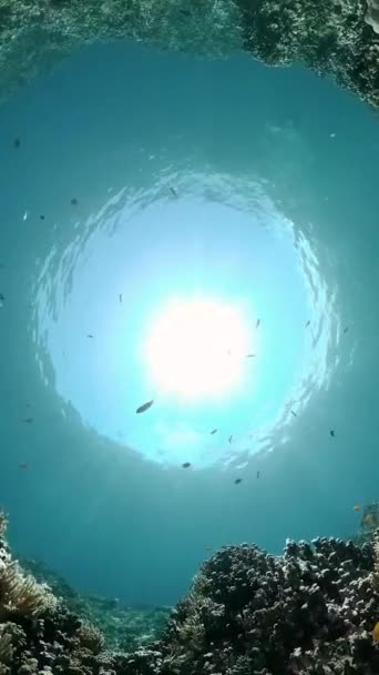 Tropikalne Ryby Rafa Koralowa Przy Nurkowaniu Podwodny Świat Koralami Tropikalnymi — Wideo stockowe