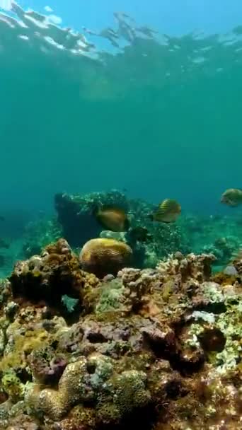 Bunte Tropische Unterwasserfische Wunderbare Und Wunderschöne Unterwasserfische Und Korallen Tropischen — Stockvideo