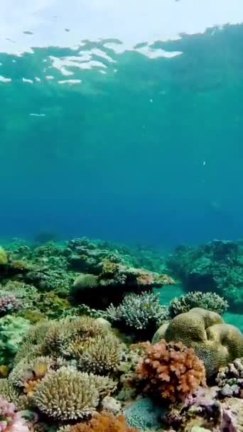 Schöne Unterwasserlandschaft Mit Tropischen Fischen Und Korallen Leben Korallenriff Vertikales — Stockvideo