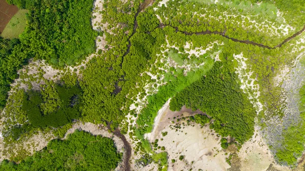 Ακτογραμμή Πράσινα Μαγκρόβια Και Θέα Στο Δάσος Από Ψηλά Τοπίο — Φωτογραφία Αρχείου