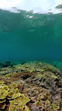 Tropikal balıklar ve mercan resifleri dalgıçlık yapıyor. Mercanlar ve balıklarla dolu güzel bir su altı dünyası. Dikey video.