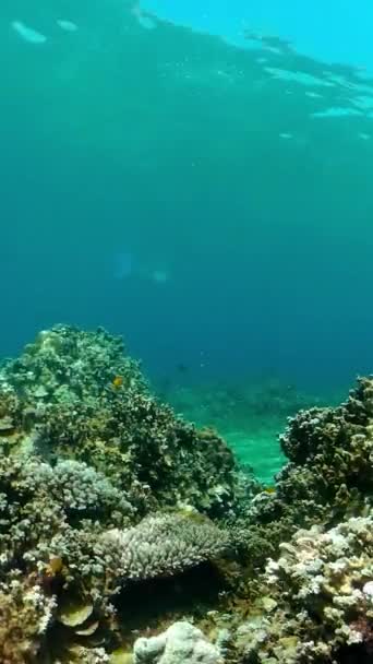Korallrevsscenen Tropiska Undervattensfiskar Hårda Och Mjuka Koraller Undervattenslandskap Filippinerna Vertikal — Stockvideo