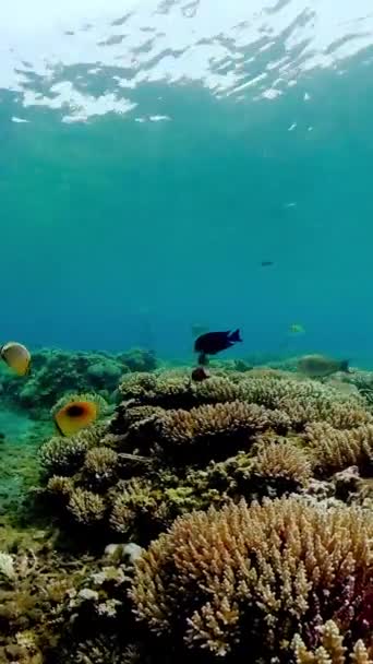 Tropical Fishes Coral Reef Underwater Hard Soft Corals Underwater Landscape — Stock Video