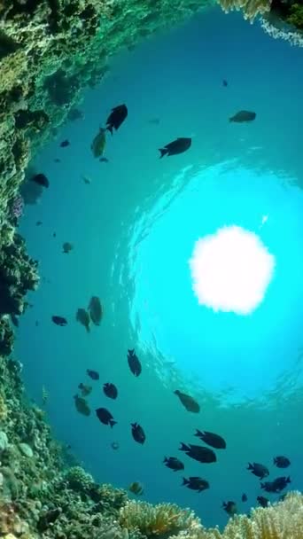 Тропический Коралловый Риф Рыбами Твердыми Мягкими Кораллами Водой Видео Филиппины — стоковое видео