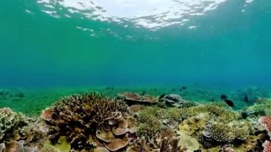 Tropical fishes and coral reef, underwater footage. Seascape under water.