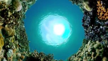 Tropik Su altı Renkli Resifi. Tropik sualtı balığı..