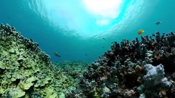 Underwater Fish Reef Marine Tropical Colourful Underwater Seascape — Vídeos de Stock