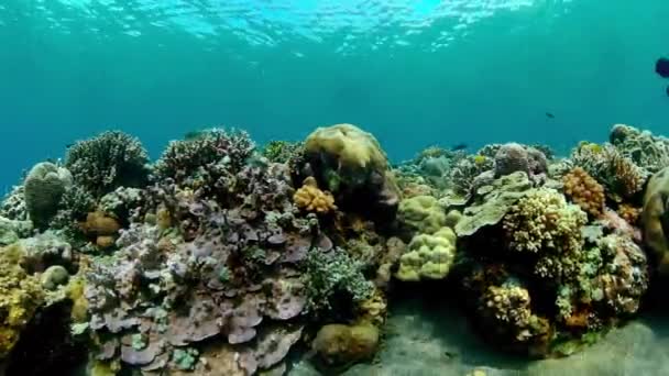 Peixes Tropicais Coloridos Subaquáticos Maravilhosos Bonitos Peixes Coloridos Subaquáticos Corais — Vídeo de Stock