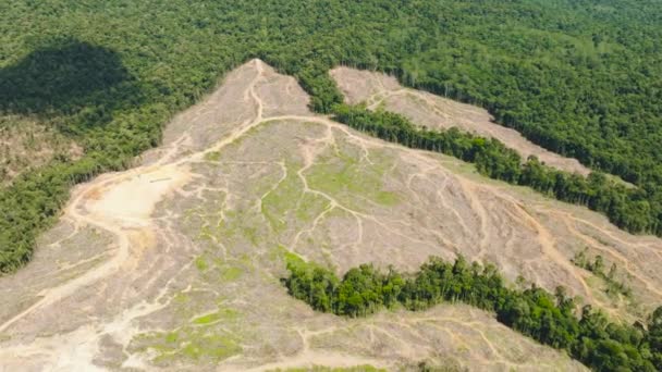 Тропические Леса Джунгли Расчищены Освободить Место Плантации Масличных Пальм Борнео — стоковое видео