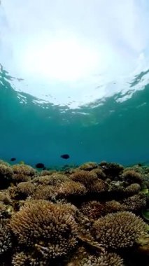 Tropik renkli sualtı deniz manzarası. Tropikal balıklar ve mercan resifleri suyun altında. Su altı manzarası. Dikey video.